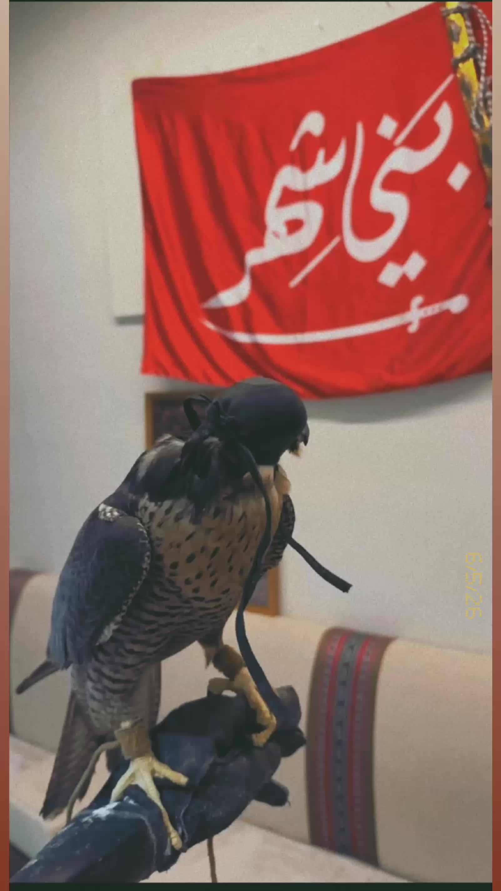 @Alshehri🇸🇦