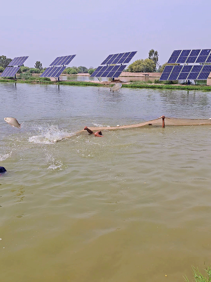 @fish catching video
