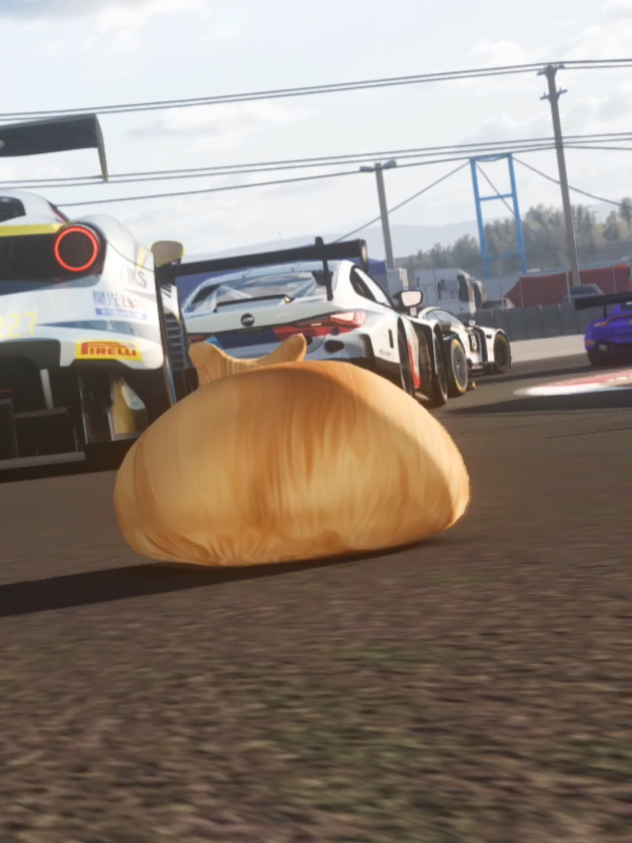 @Pablo the Race Cat