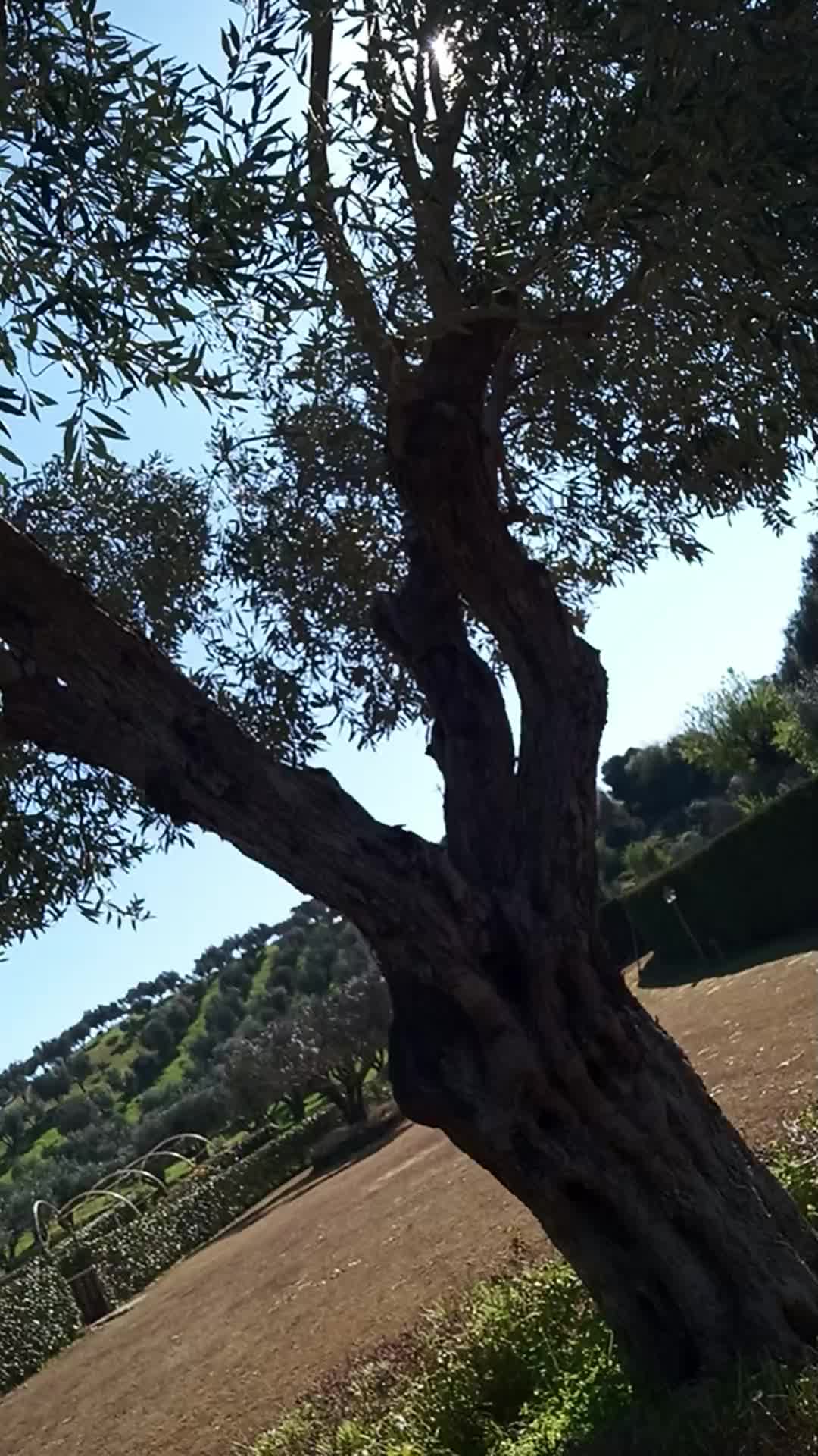 @Moulay Hafid Missiameri
