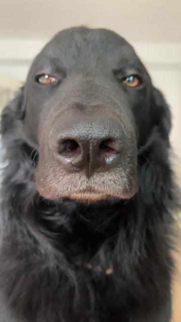 @Luiggi the Dog