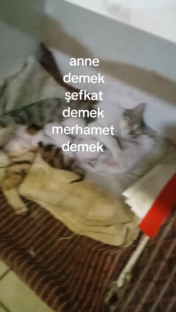 @zazaismail63