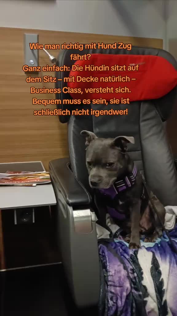 @Zara Alukanija Kiyomi 🐕🐾