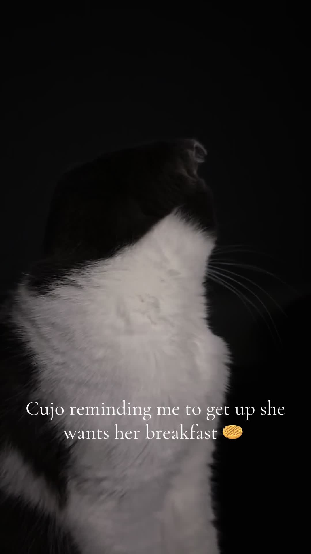 @9 cats and Nicola 🐾🐈🐈⬛🐾