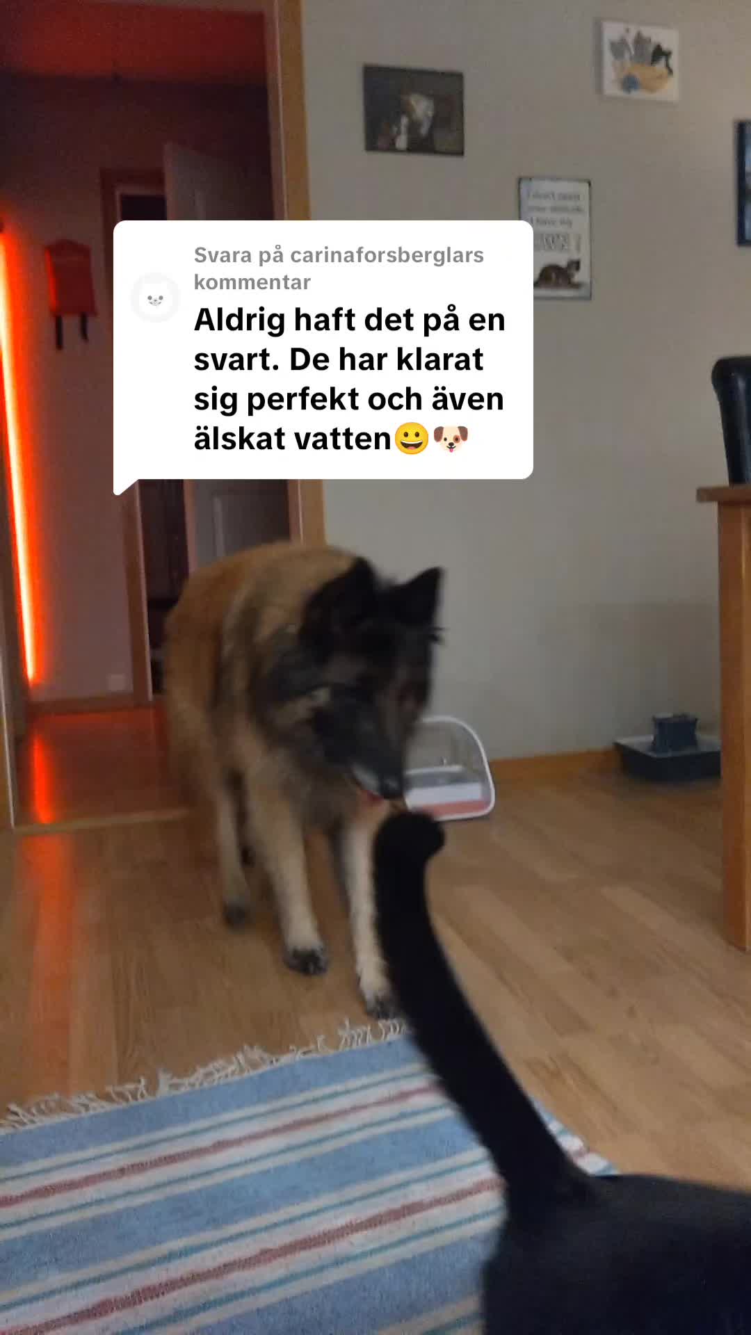 @Fenix-Tervueren AssistanceDog