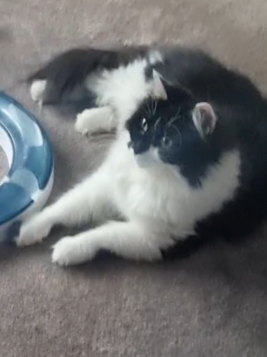 @2catlife