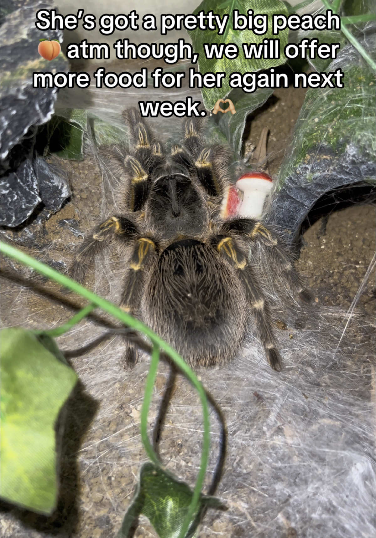 @The Tarantula twins 🕷️