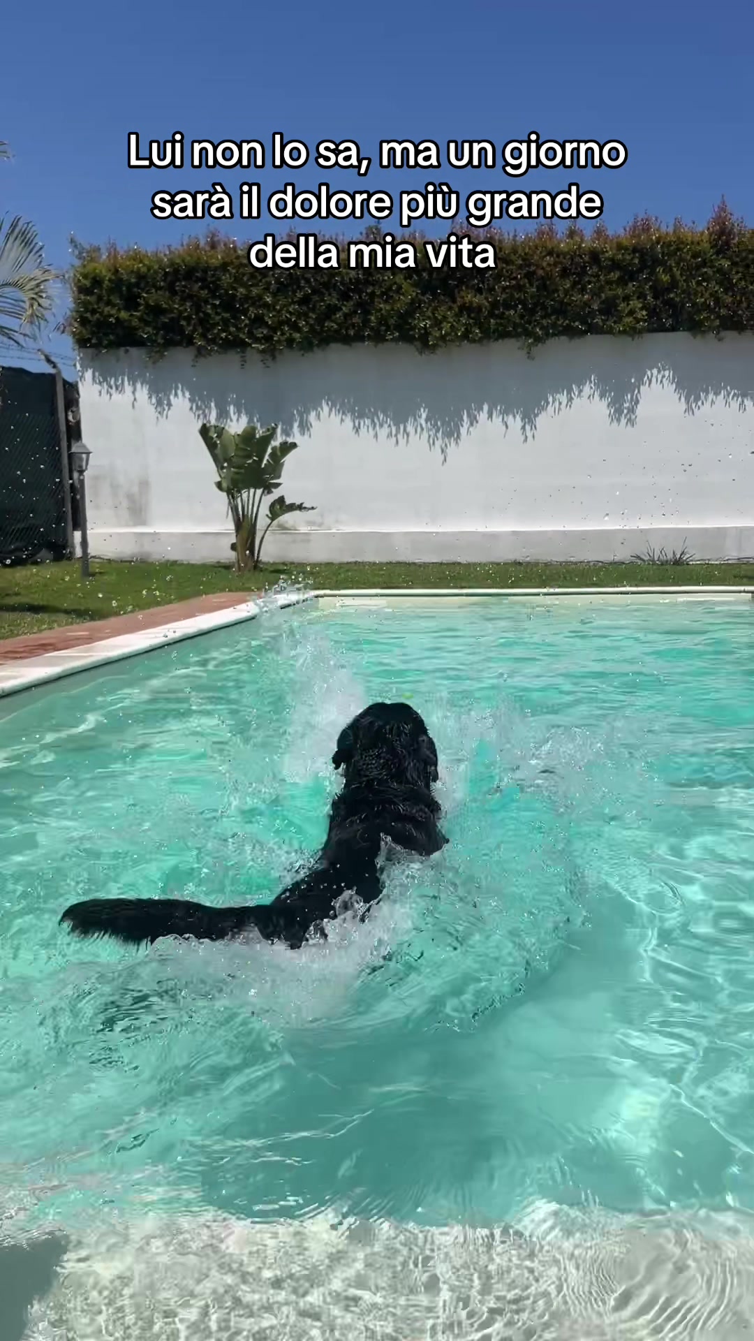 @Tutti pazzi per Ciro il rott