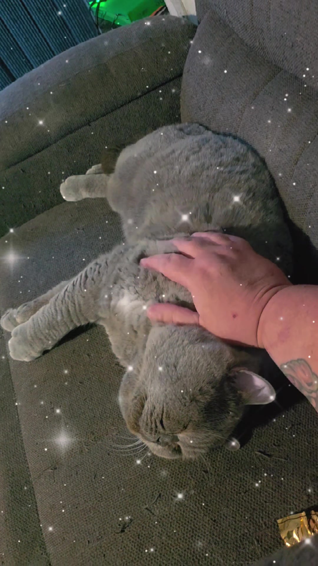 @🐈Barb🐈 Ausbrit Cattery 🇦🇺