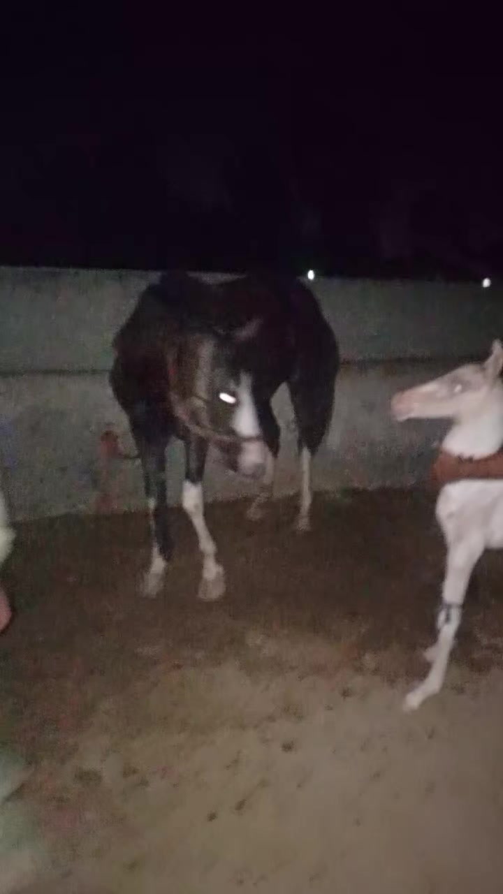 @@𝙂𝙍 𝙃𝙤𝙧𝙨𝙚 𝙁𝙖𝙧𝙢 🐴