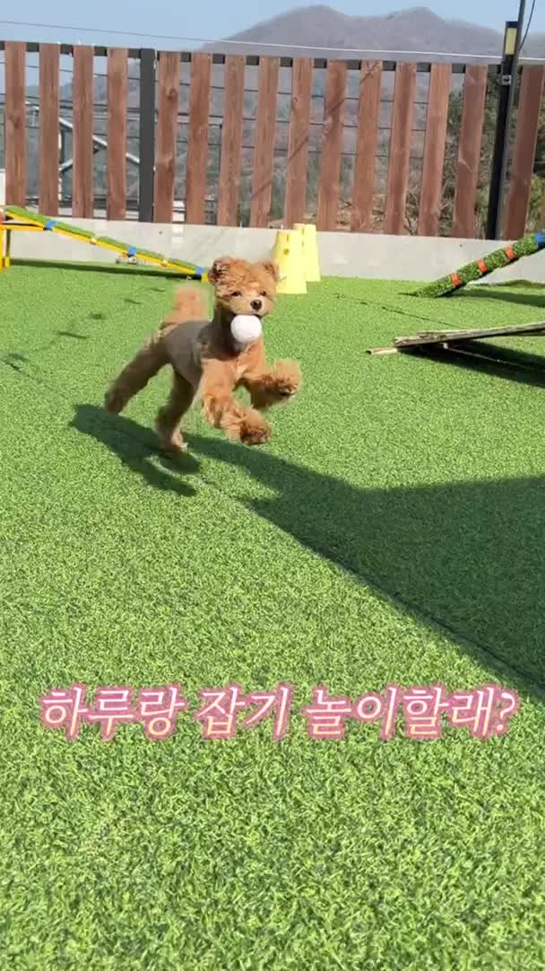 @말티푸 하루 🐾🐶