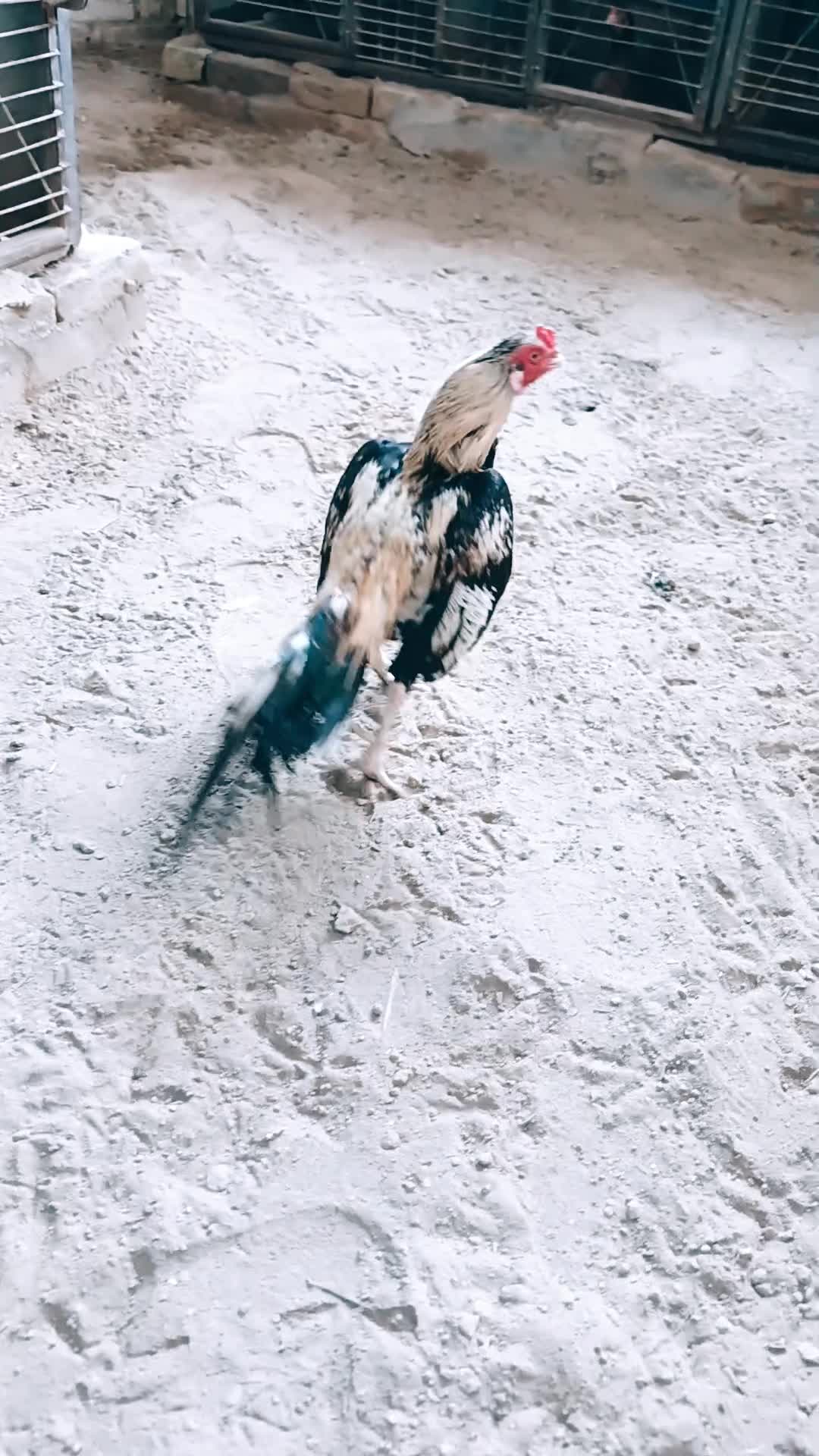 @Sajjad Aseel Farm