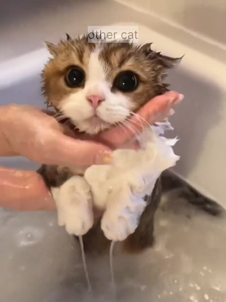 @Cute Cats Zone