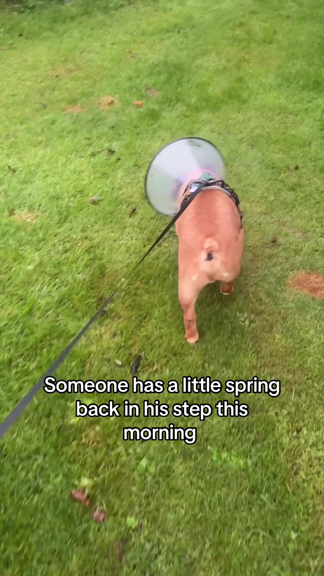 @Bertie The Frenchie