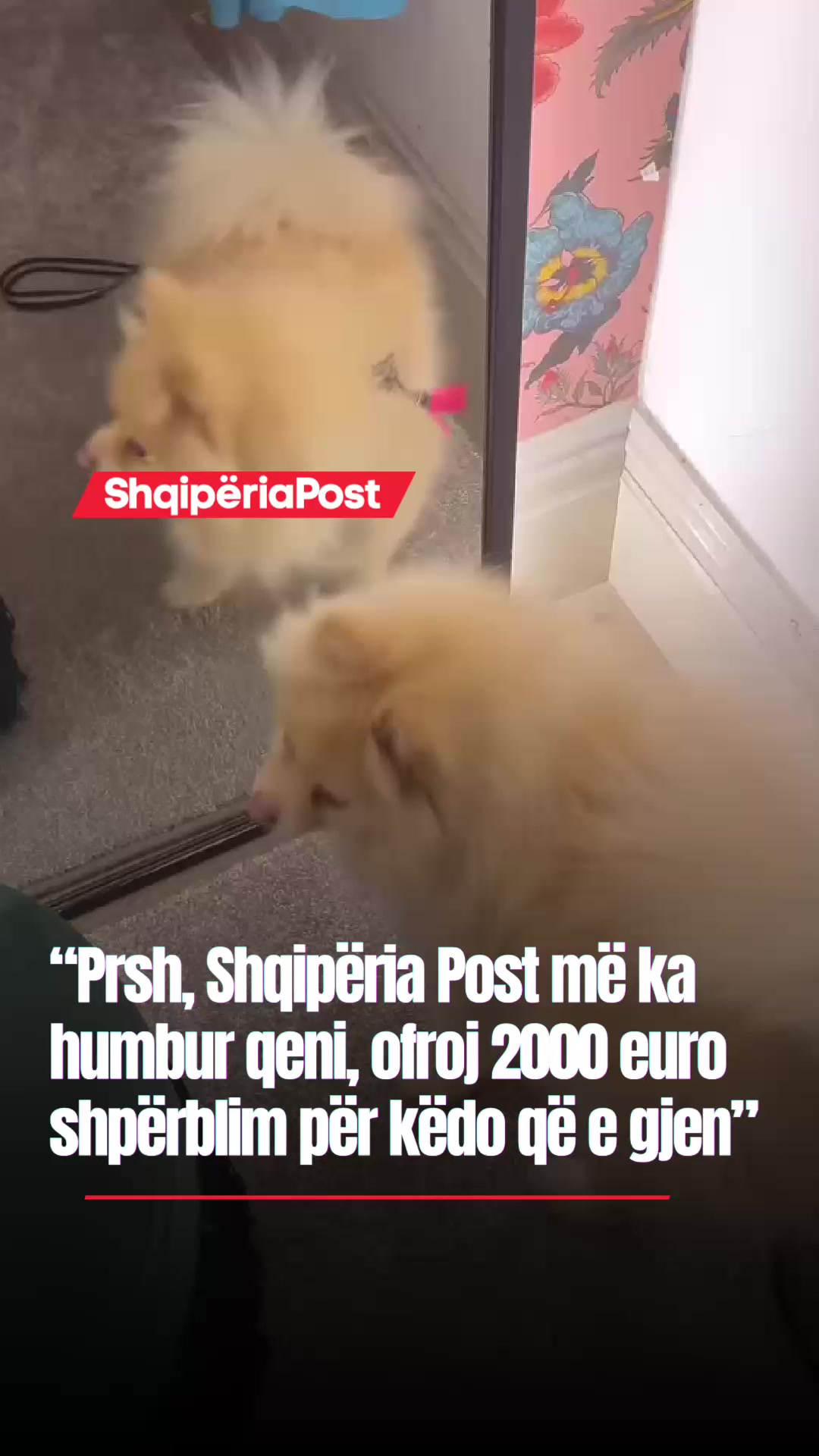 @SHQIP&Euml;RIA POST