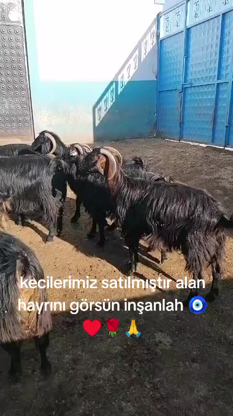 @İbrahim Erhan erhan