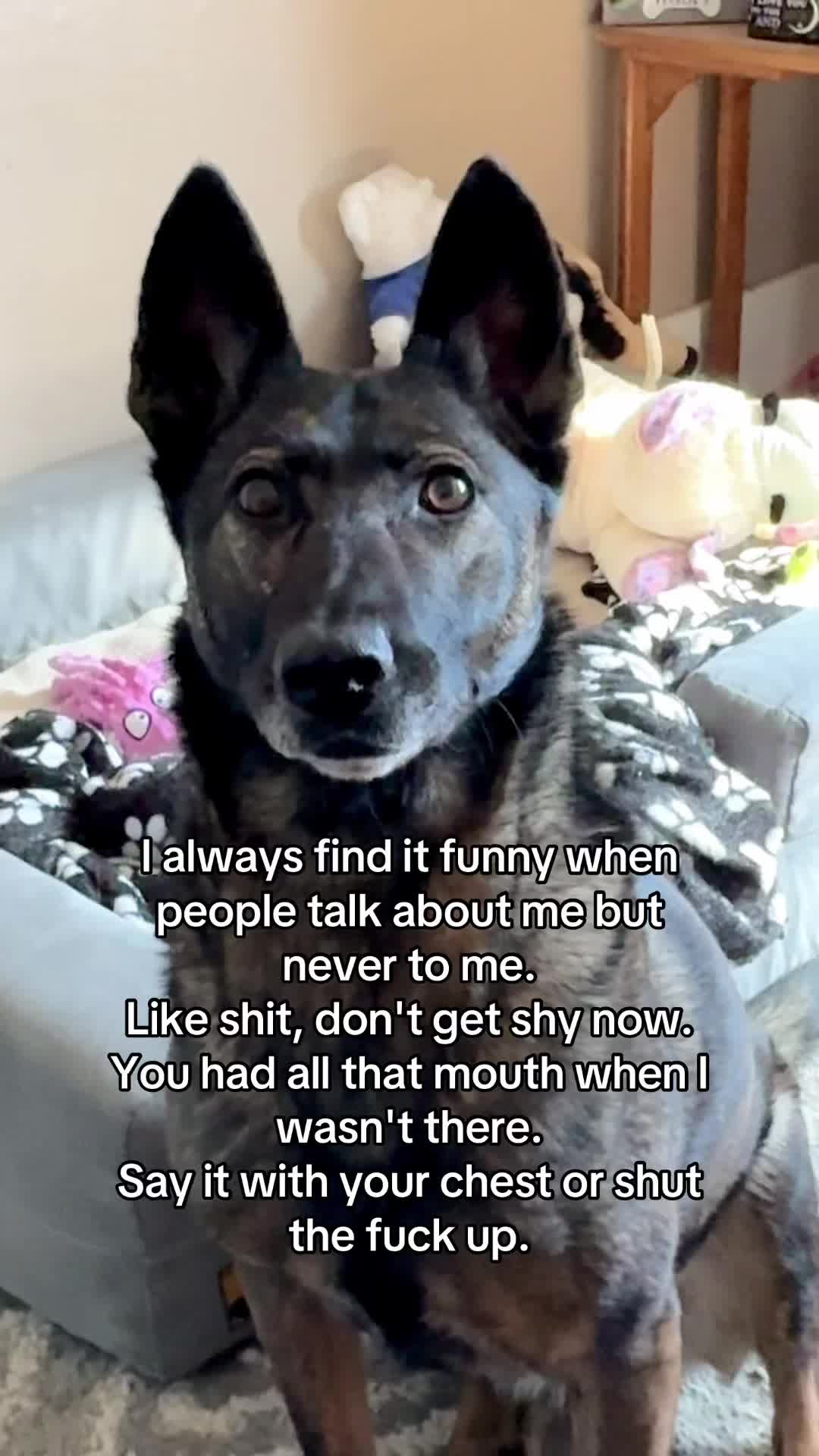 @K9 Dina