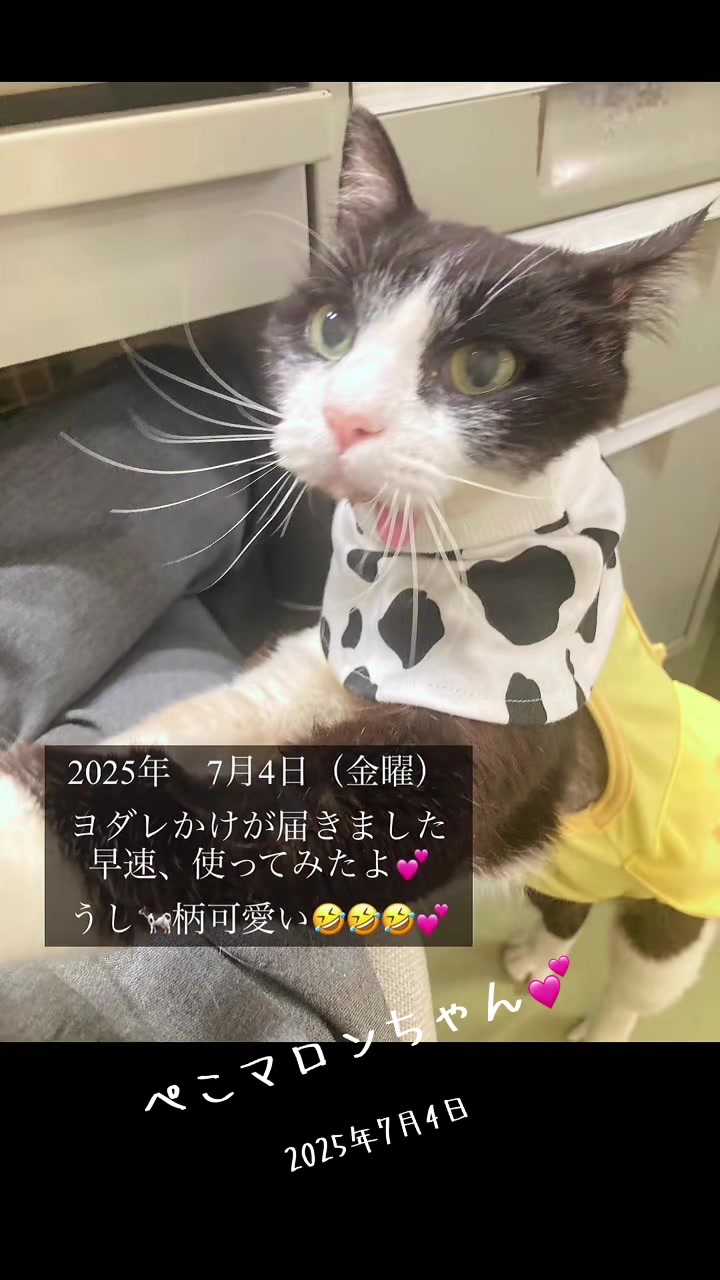 @ねこぷにもふ|ホワイトシェパードのハクちゃん