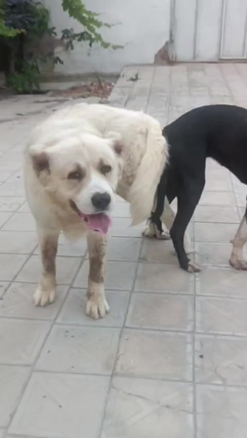 @Pitomnik_ağcabedi_volkadav.Mir