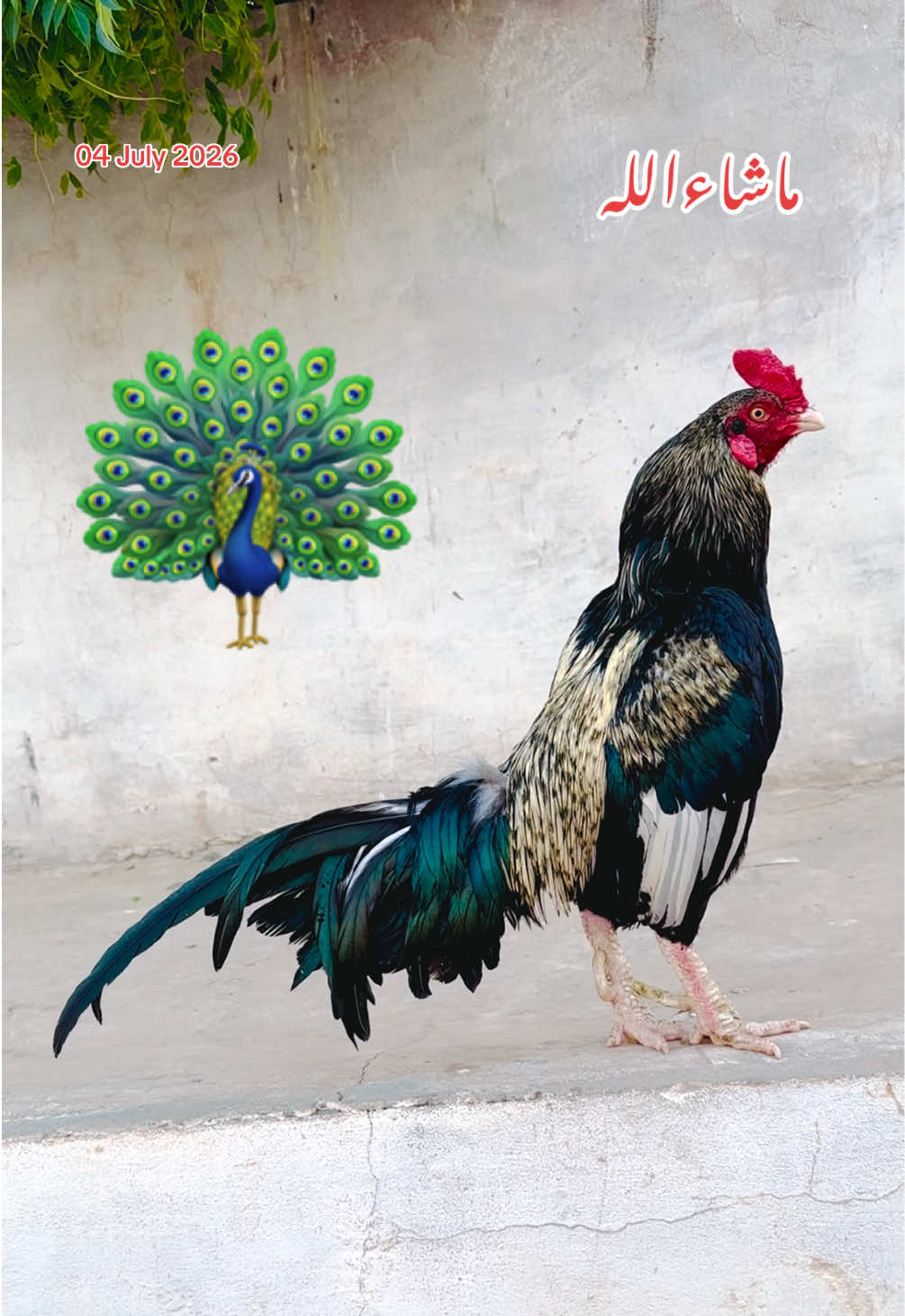 @Poultry Markaz