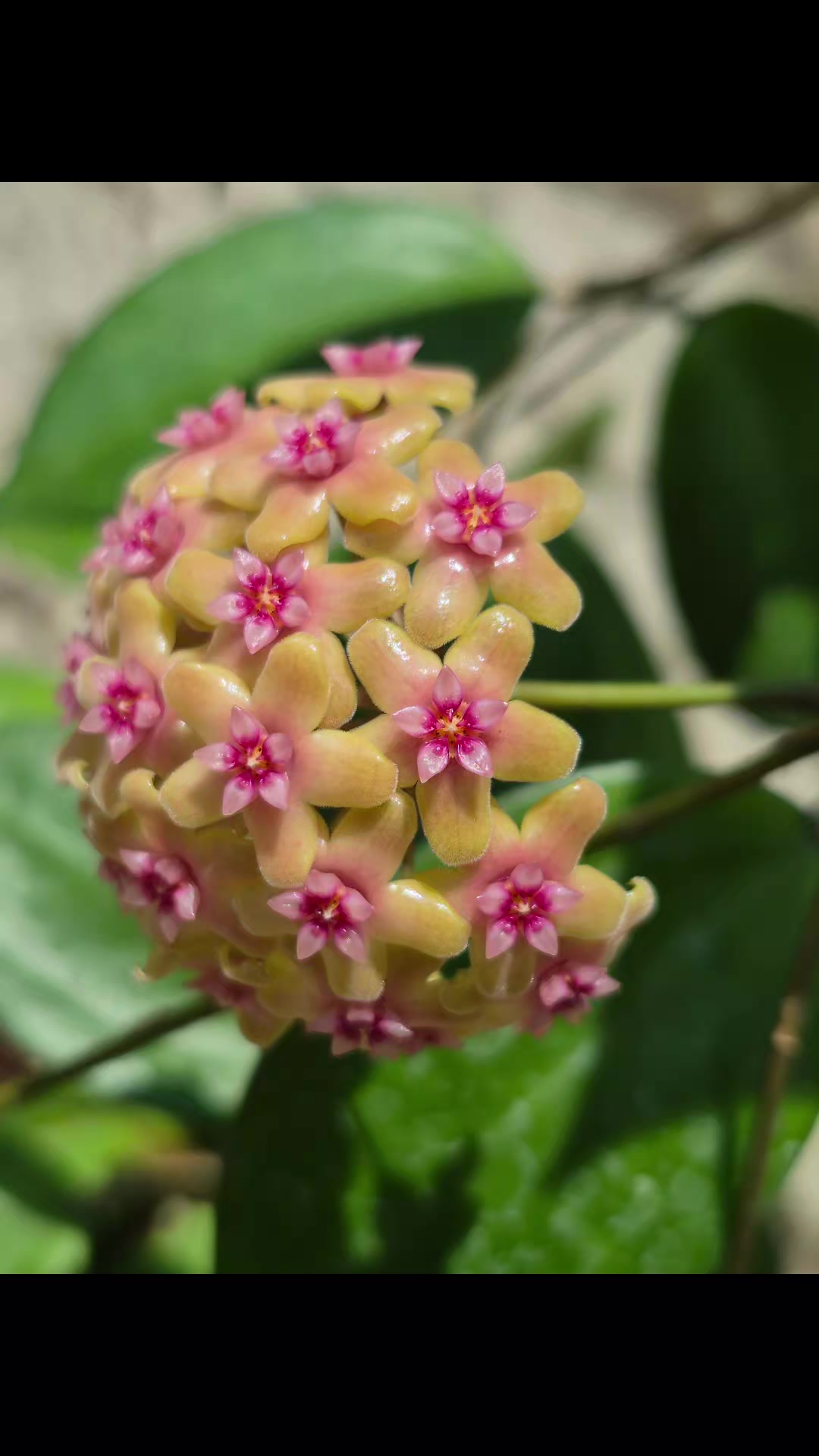 @Raregardenblooms
