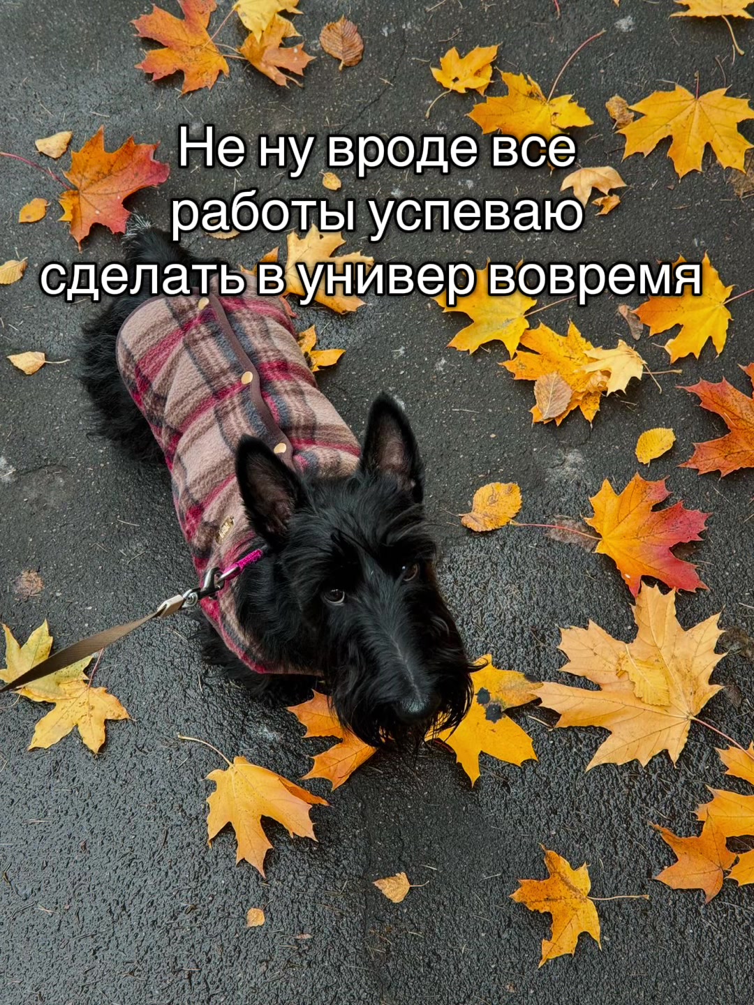 @Бельферг