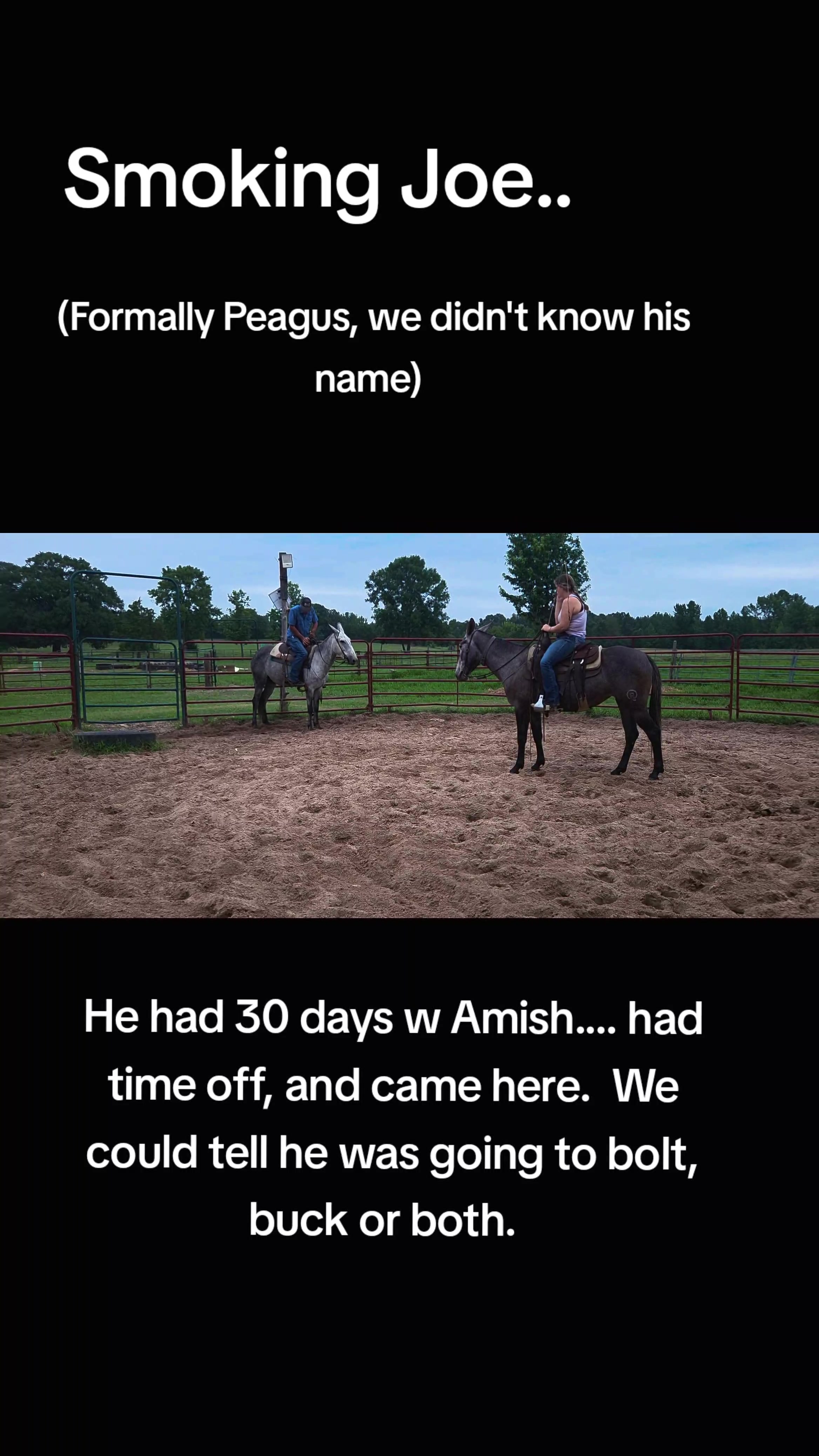 @CactusLMules