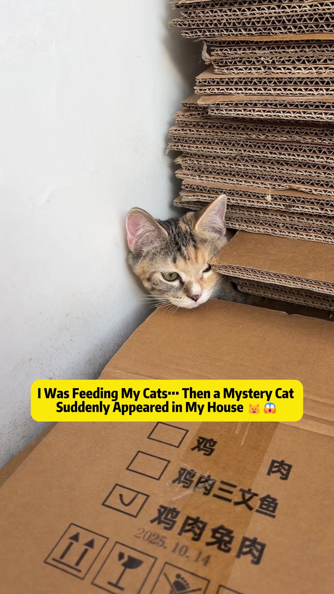 @Stray Cat Talkz