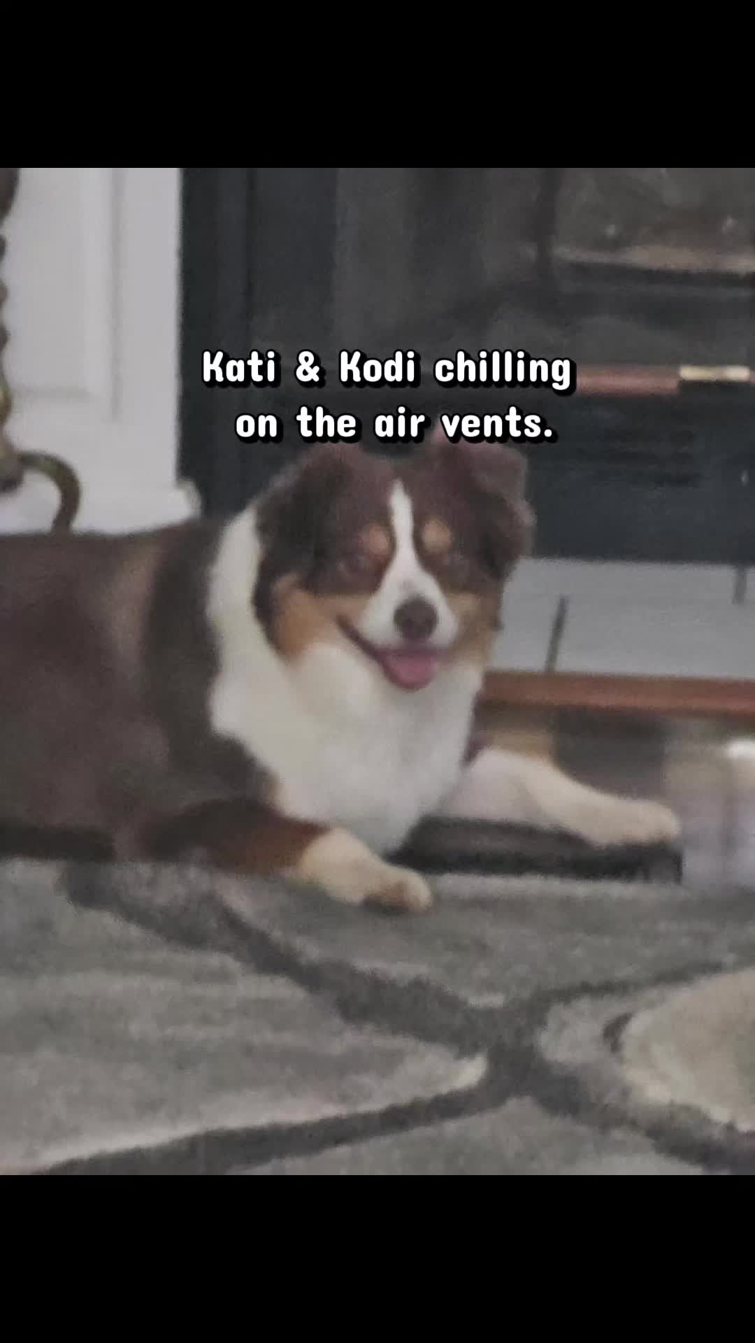 @Joanne dog mom
