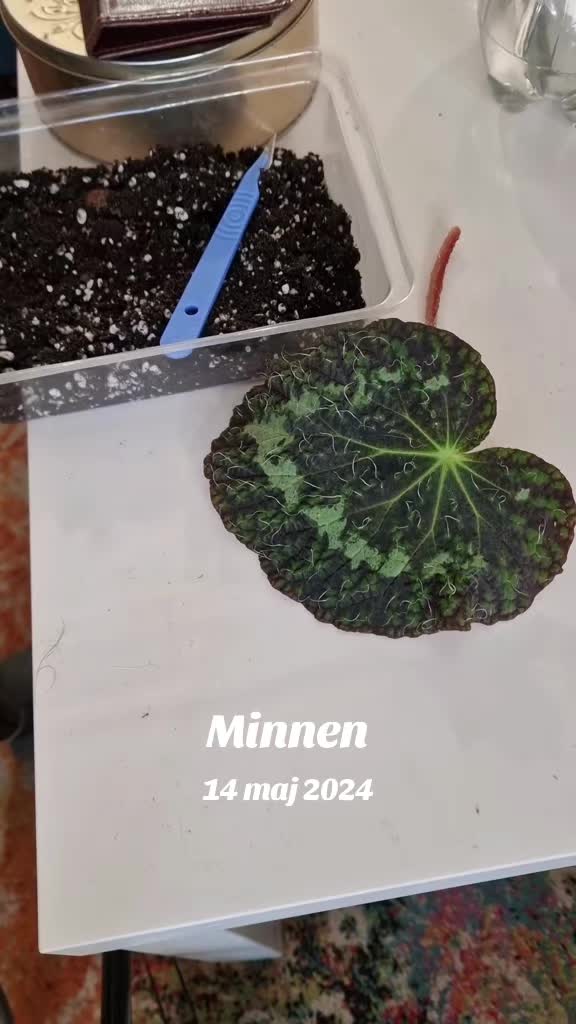 @🐾✨️mhdogs✨️🐾🇸🇪