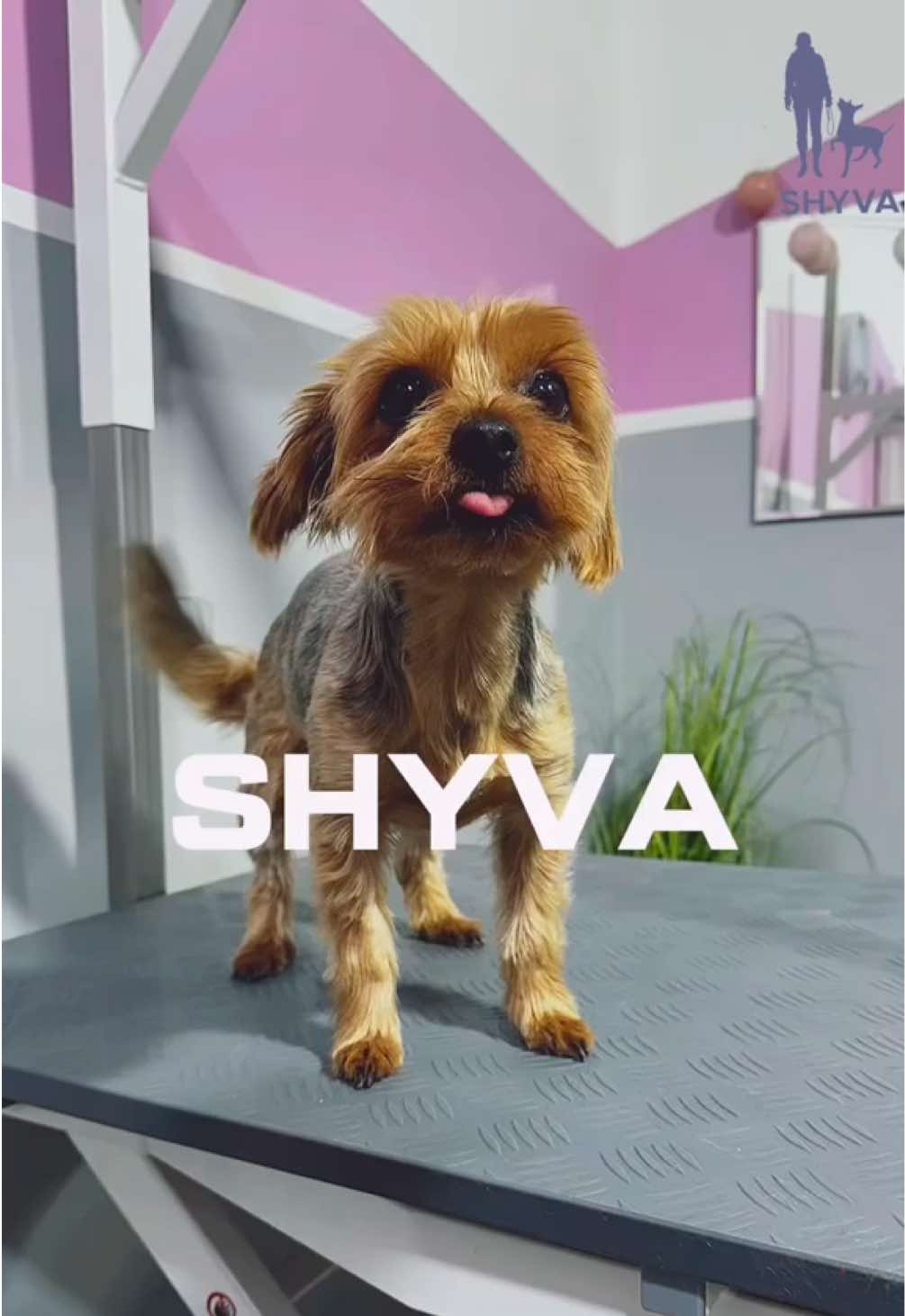 @Shyva Hundezentrum