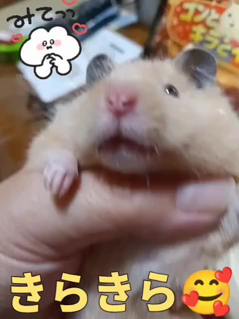@big mama 🐹🐕