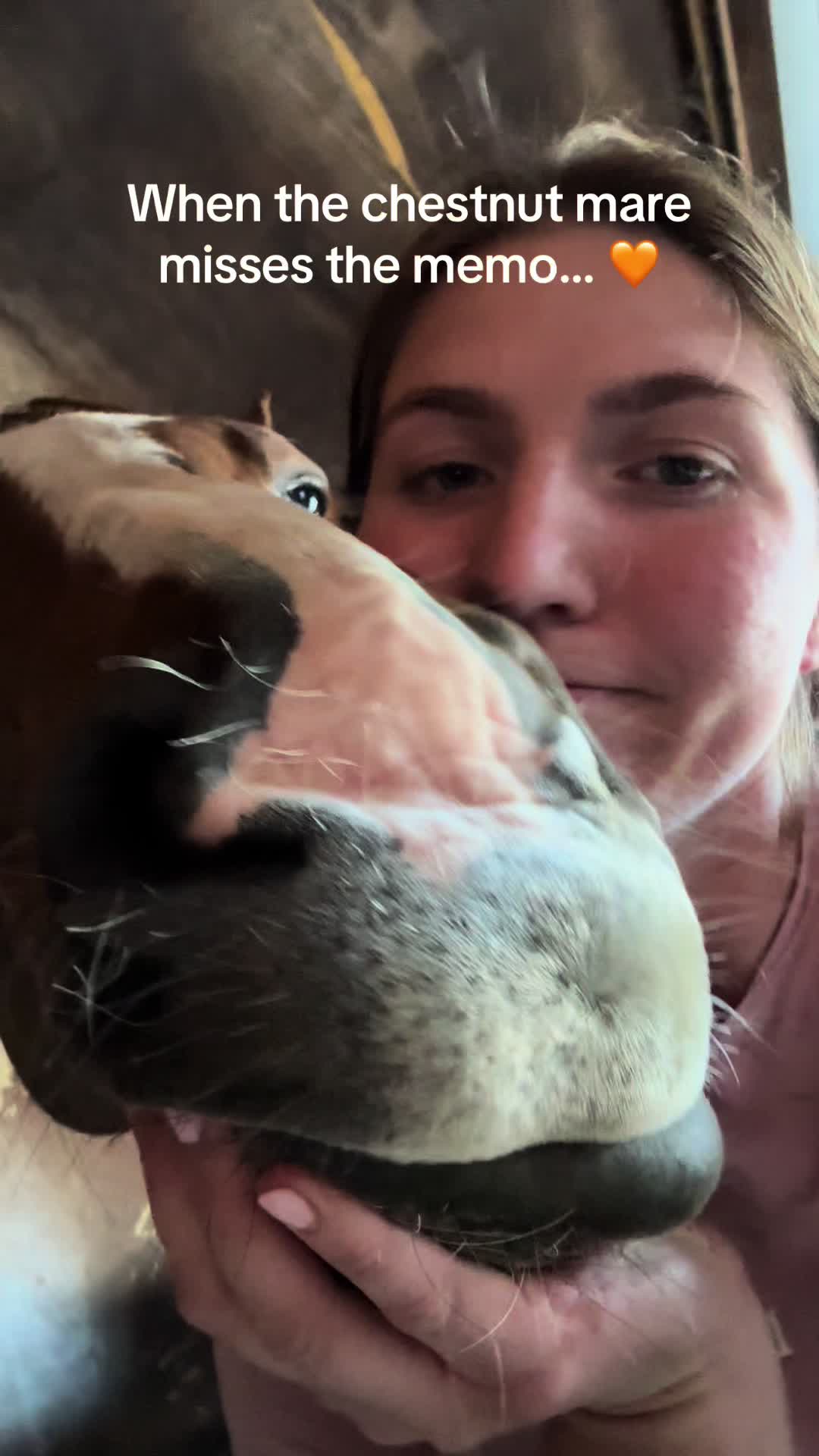@Rookery Equine