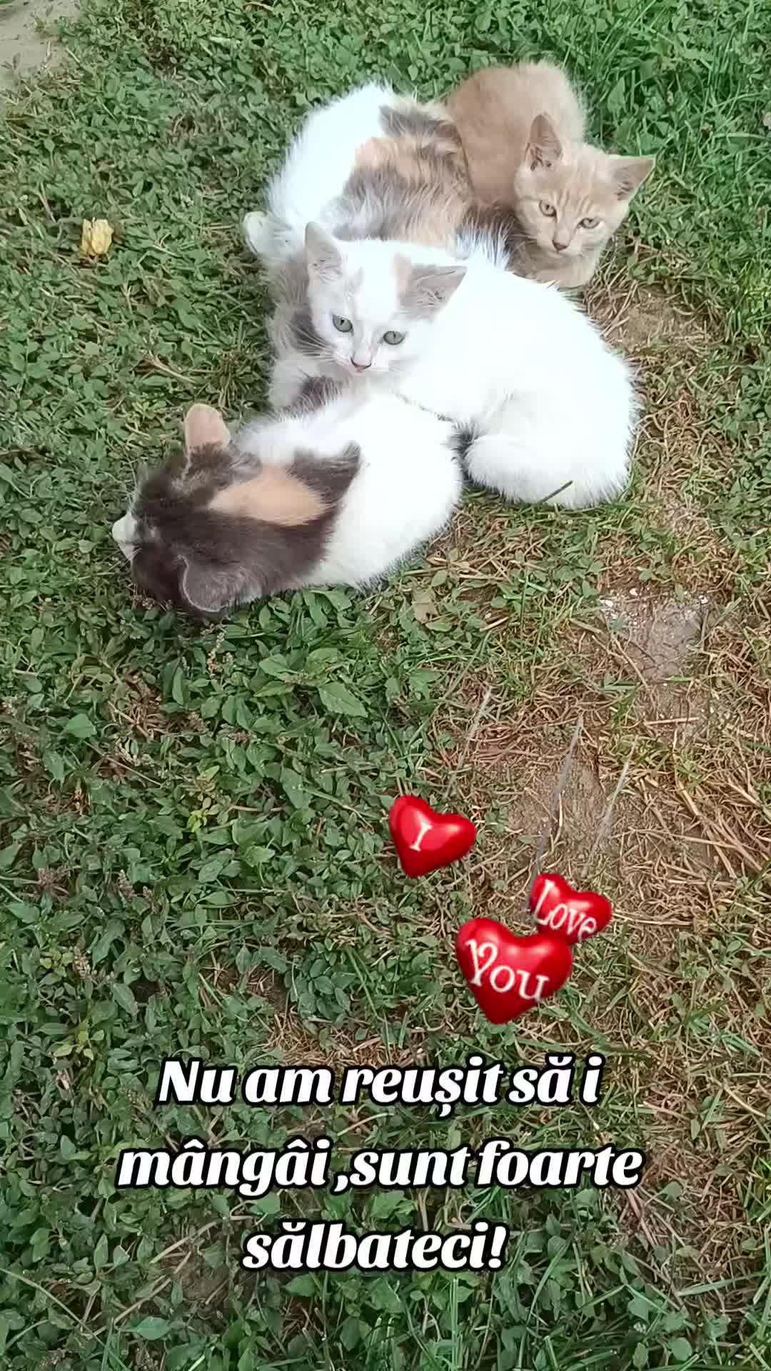 @Stefi Ciocan
