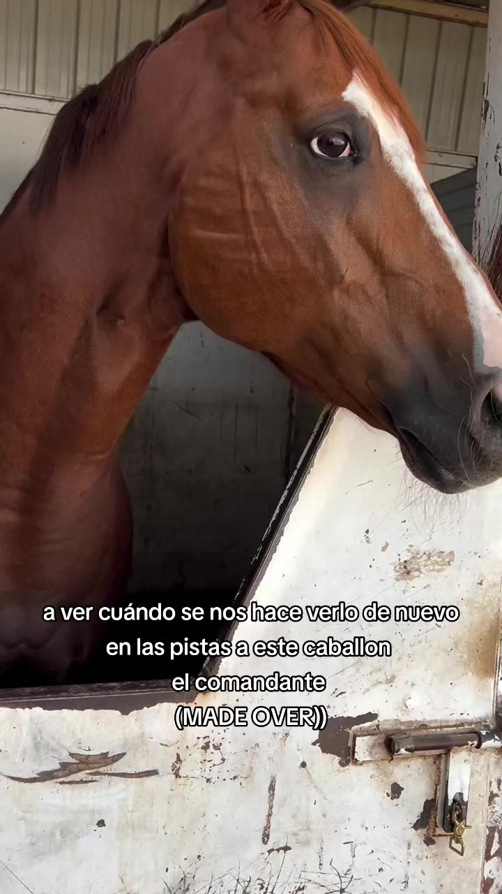 @carriles altos de jalisco🐎