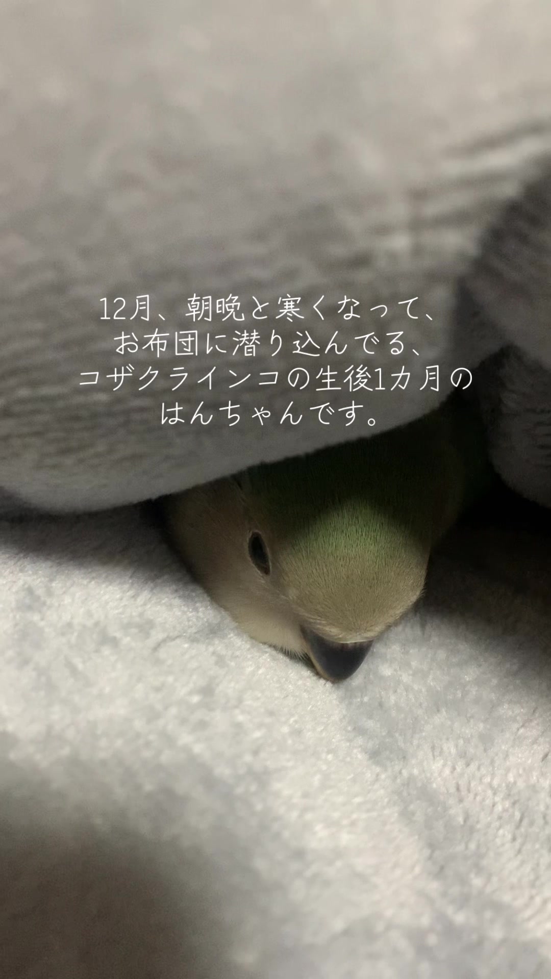 @🦜amaharu🦜