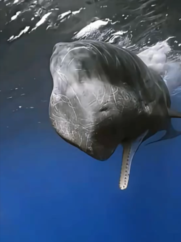 @Mundo dos Animais