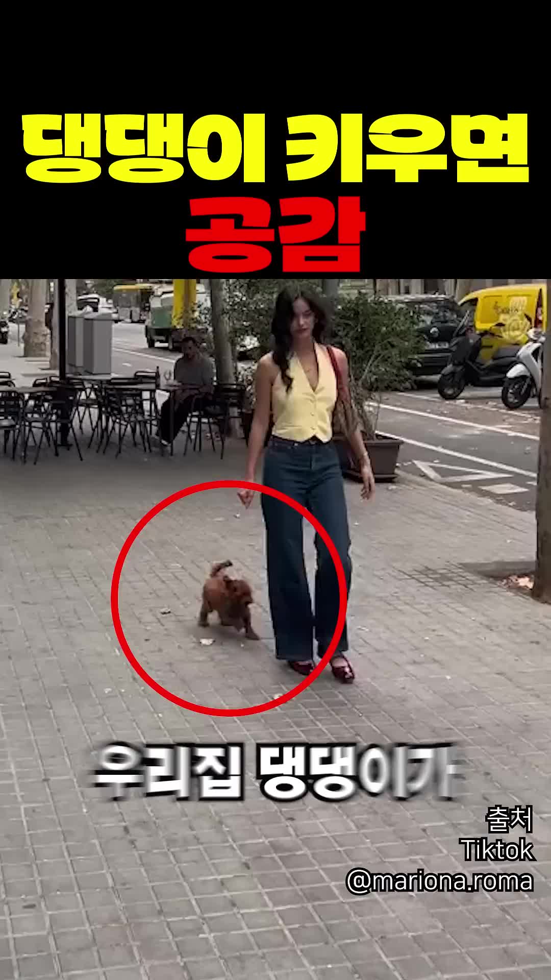 @짱아까미