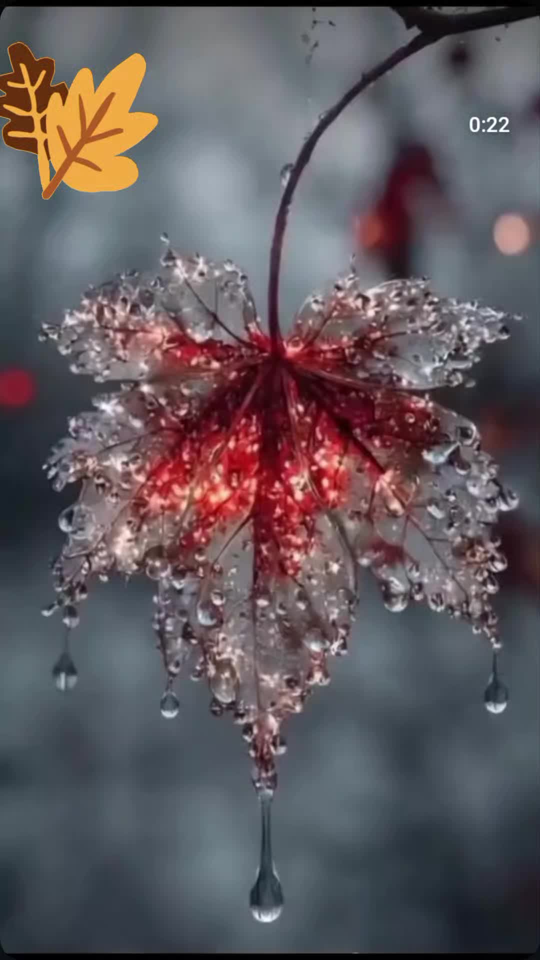 @Ludmıla