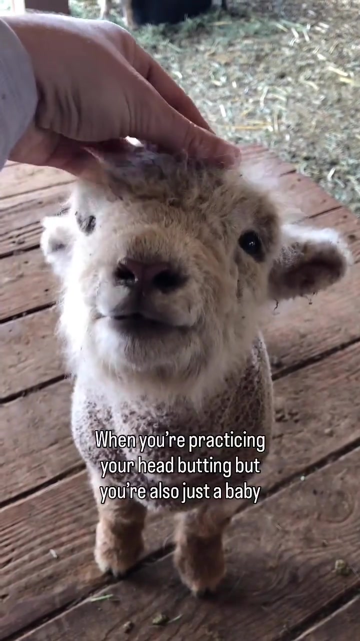 @animalmemester