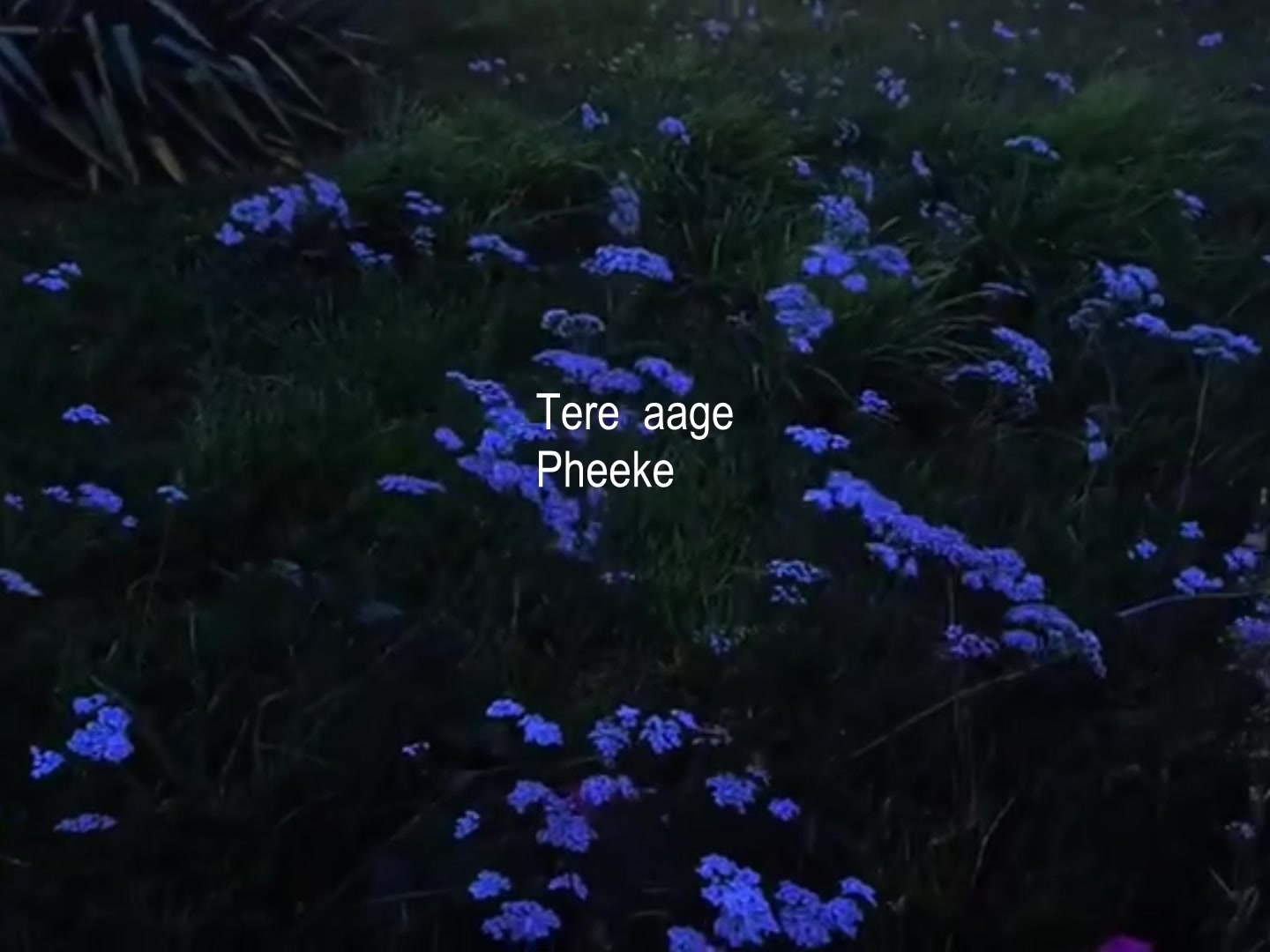 @ʟᴏꜰɪ ᴅʀᴇᴀᴍꜱ