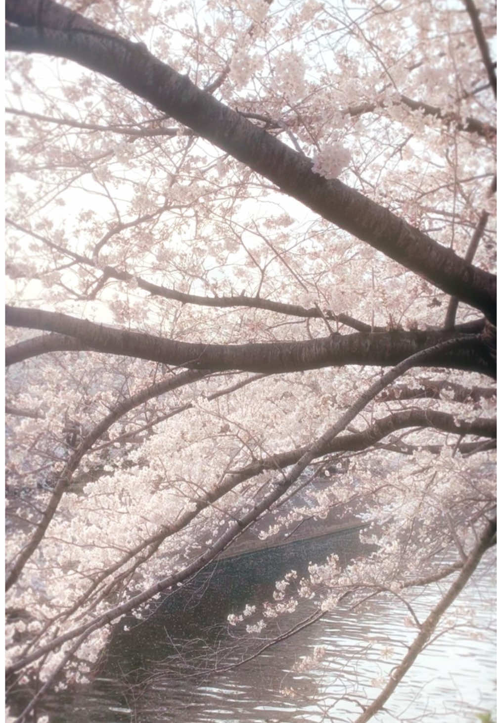 @shoujomoki