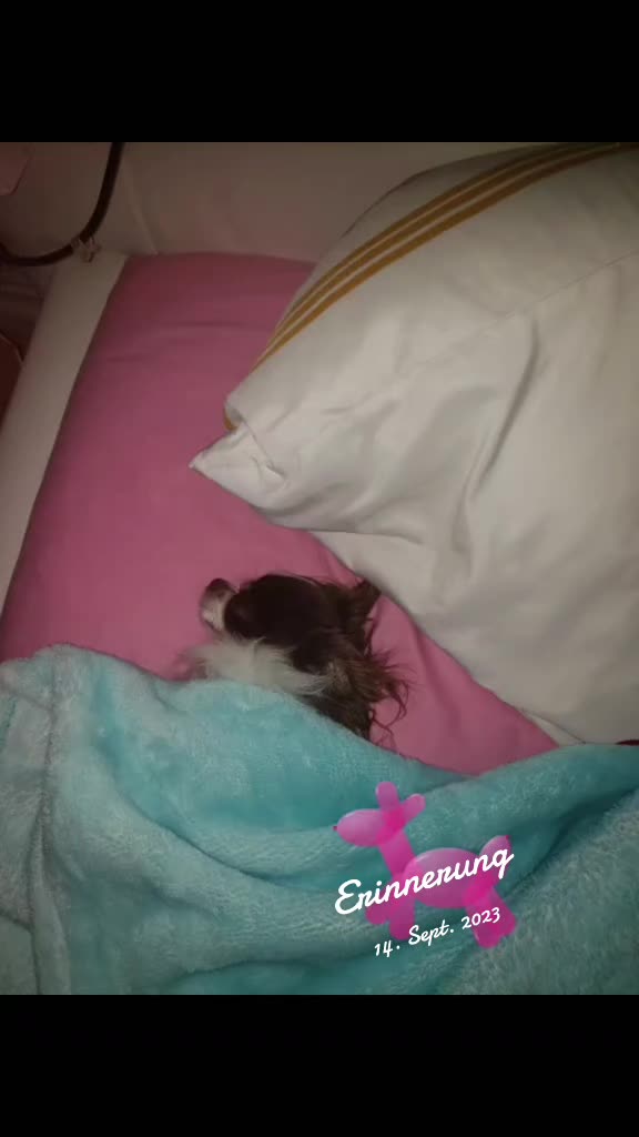 @Melody Gismo Peanut Brownie🐶❤