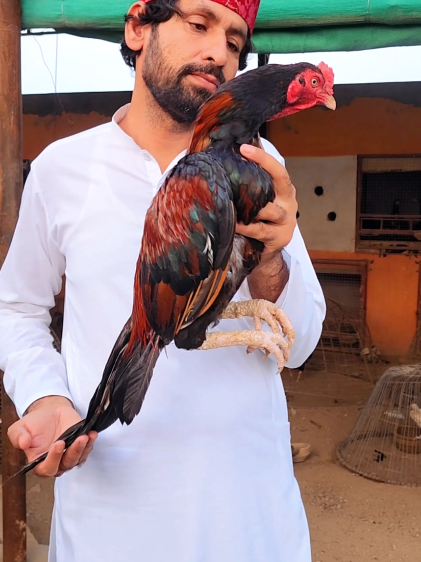 @Sajjad Aseel Farm