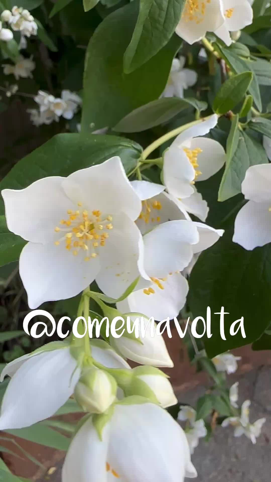 @@comeunavolta