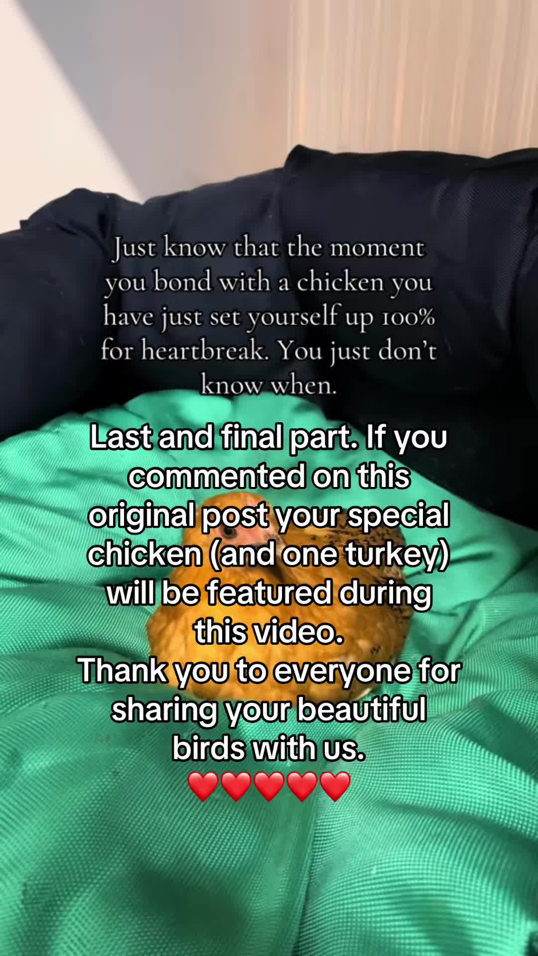 @Kerry and the chickens