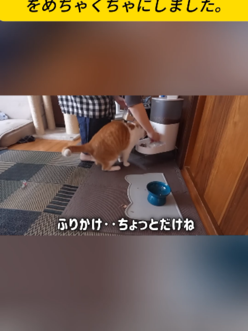 @ねこびより