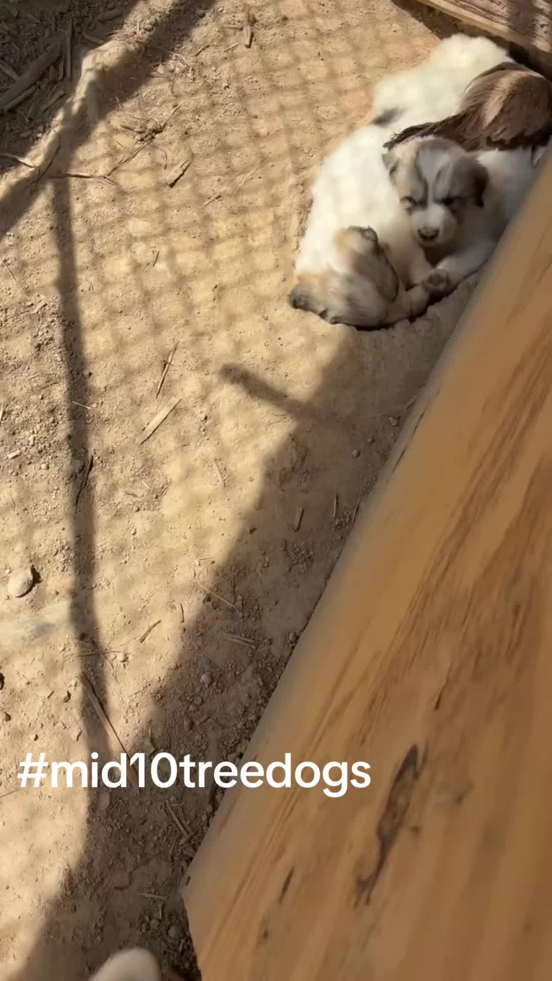 @mid10treedogs