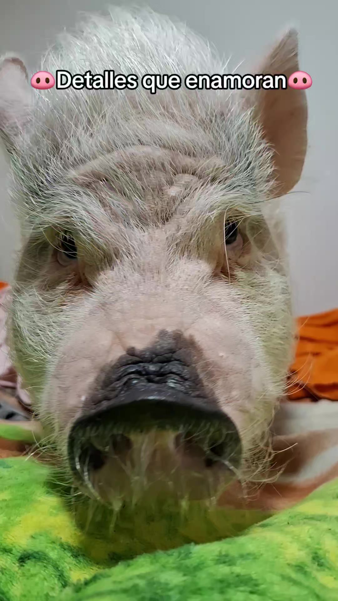 @🐷Ibi.pig🐷