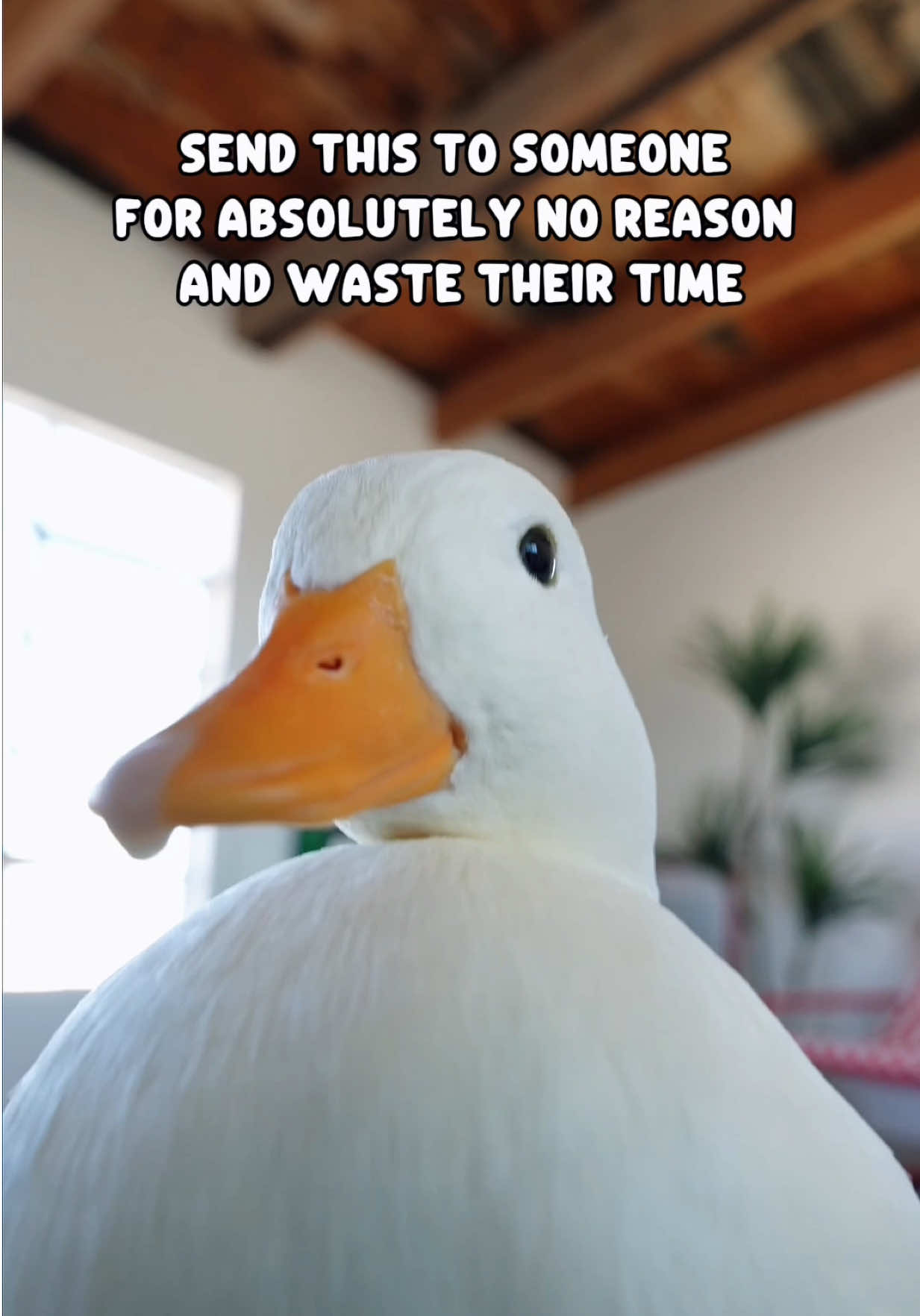 @ducks_in_space🪿🪿💦
